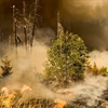 EY launches data analytics competition to help wildfire management