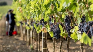 Italian winery modernises marketing using Microsoft Teams