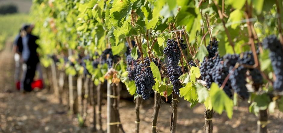 Italian winery modernises marketing using Microsoft Teams