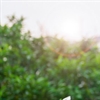 TalentCloud empowers Chinese farmers with AI and IoT