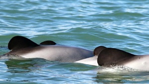 Microsoft helps develop AI-equipped drones to study rare dolphins