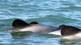 Microsoft helps develop AI-equipped drones to study rare dolphins