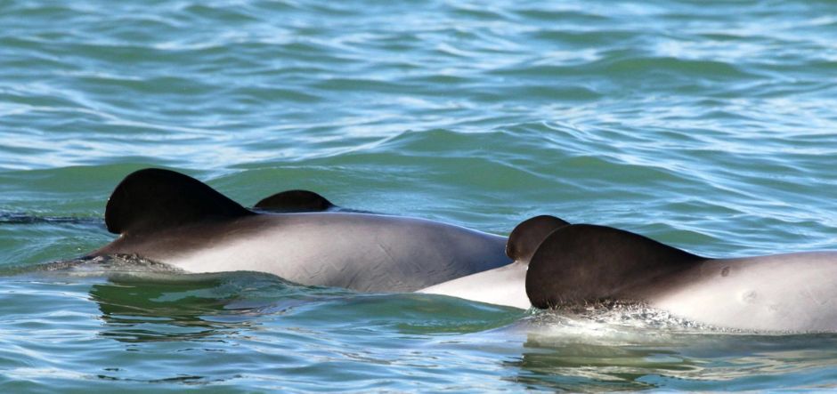 Microsoft helps develop AI-equipped drones to study rare dolphins