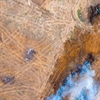 GainForest, Microsoft and the UN join on sustainability project