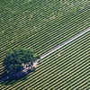 How Syngenta is turning data into insight