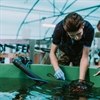 Microsoft Project helps aquaculture business improve data flow and team collaboration