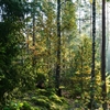 Microsoft reveals new sustainability solutions for ‘all analytics needs’