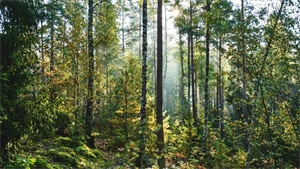 new technology case study Microsoft reveals new sustainability solutions for ‘all analytics needs’