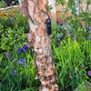 Avanade’s ‘talking’ trees debut at Chelsea Flower Show