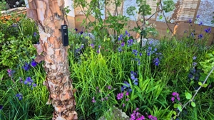 Avanade’s ‘talking’ trees debut at Chelsea Flower Show