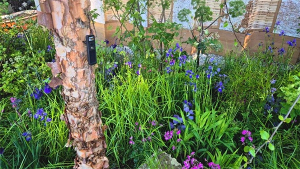 Avanade’s ‘talking’ trees debut at Chelsea Flower Show