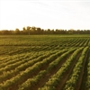 Microsoft connects Colombian farmers to affordable internet and devices