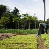 Microsoft and IFC drive digital transformation in African agriculture