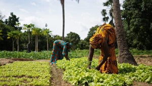 Microsoft and IFC drive digital transformation in African agriculture