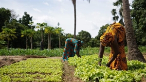 Microsoft and IFC drive digital transformation in African agriculture