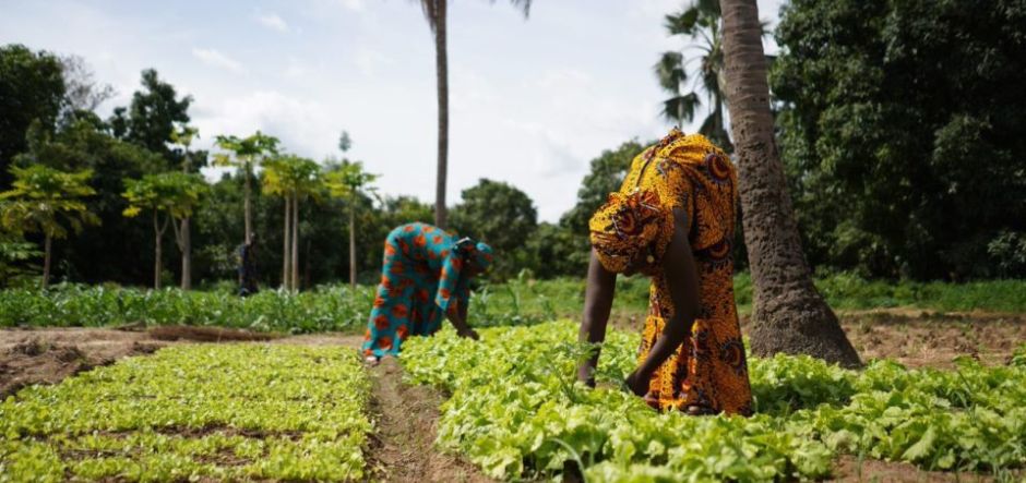 Microsoft and IFC drive digital transformation in African agriculture