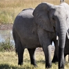 Microsoft develops AI to detect illegal wildlife trafficking