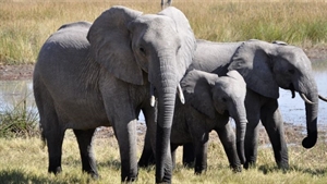 Microsoft develops AI to detect illegal wildlife trafficking