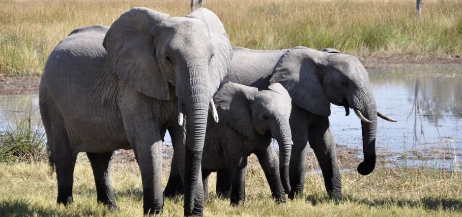 Microsoft develops AI to detect illegal wildlife trafficking