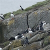 SSE Renewables uses Microsoft AI to improve conservation efforts