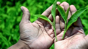 Sri Lanka Tea Board uses Microsoft Azure to modernise auctions